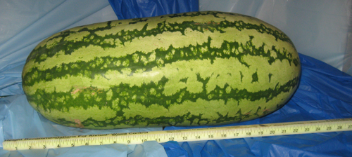 LrgMelonsRfun26inches