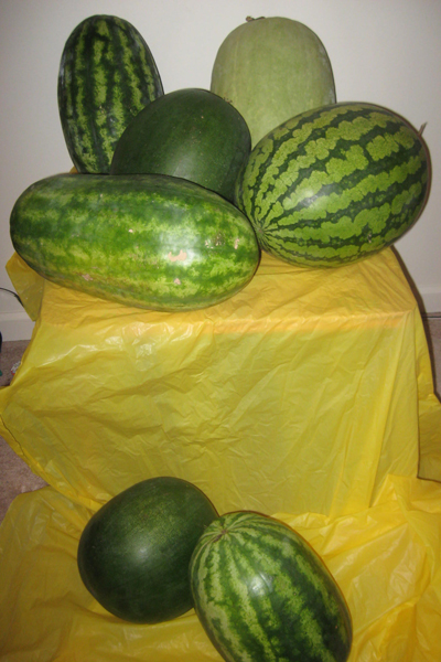 Melon Selection