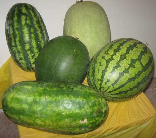 SelectionOfMelons
